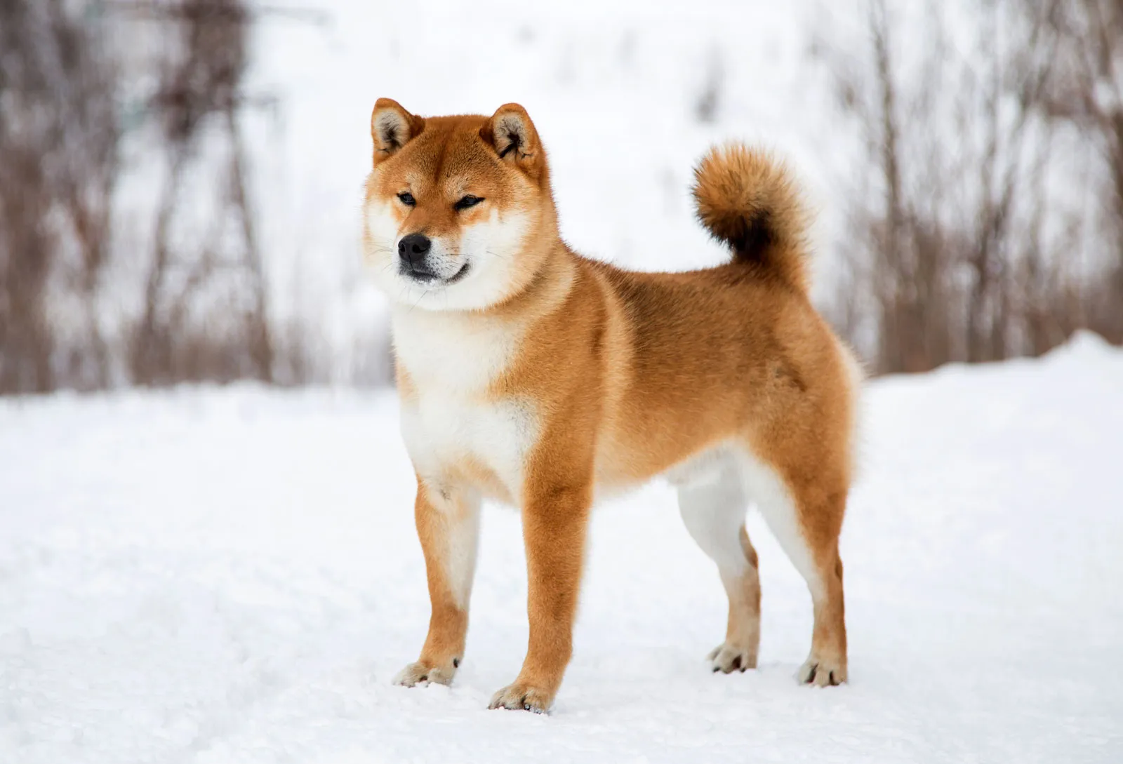 imagem de um cão na neve