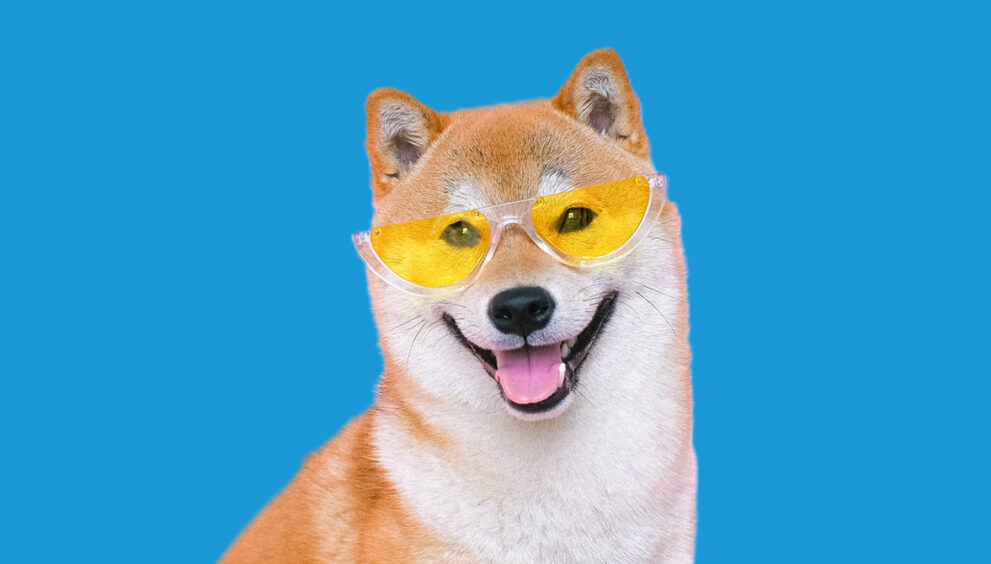 imagem de um cachorro raça shiba inu cor amarelo